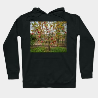 Apple tree in the orchard Hoodie